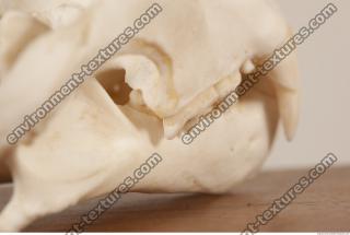 photo reference of skull 0083